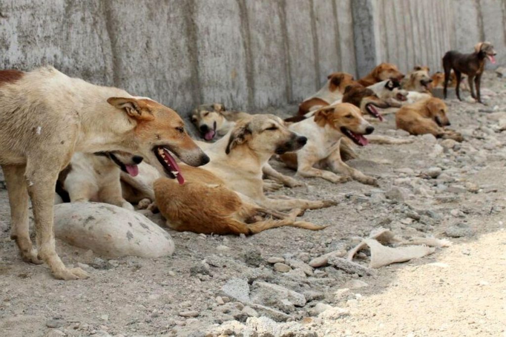 مدیریت پسماند