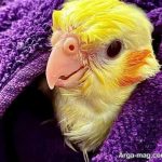 تغذیه جوجه عروس هلندی