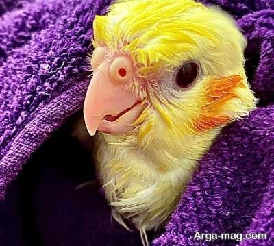 تغذیه جوجه عروس هلندی