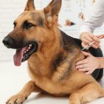 ایا سگ را باید واکسن بزنیم؟